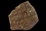 Pennsylvanian, Fossil Club Moss (Lepidodendron) - Mazon Creek #114081-1